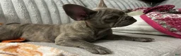 French Bulldog dogs for sale: Sadie bu - Ad 5