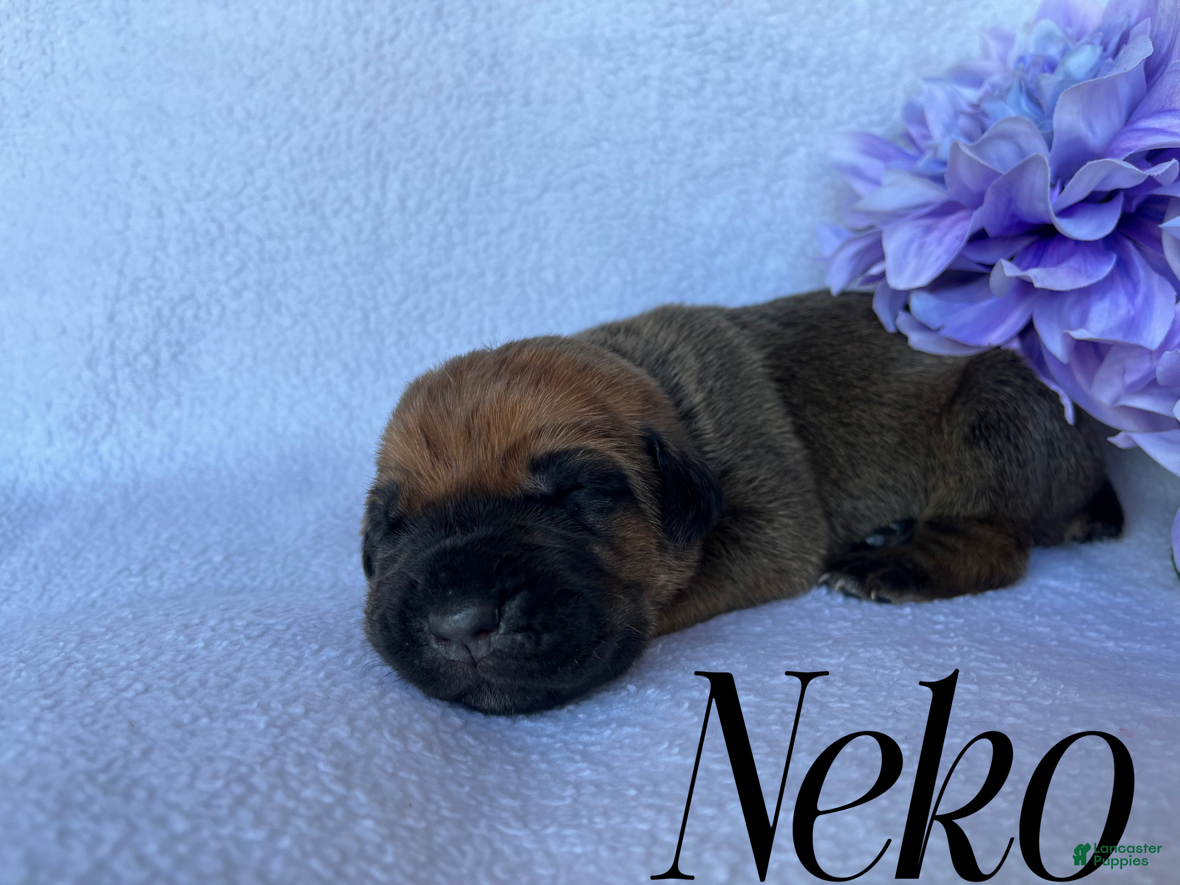 Cane Corso dogs Neko - Ad 15