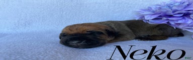 Neko