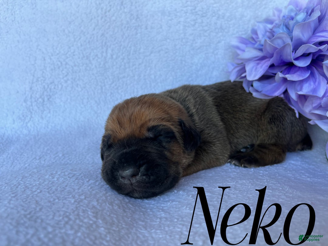 Cane Corso dogs for sale: Neko - Ad 1