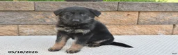 German Shepherd dogs for sale: Lula - Ad 5