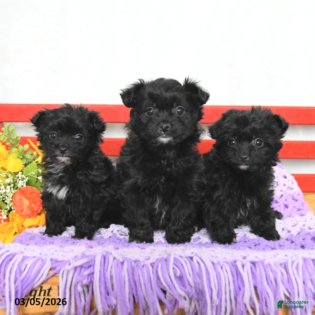 Chipoo dogs for sale: Max - Ad 3