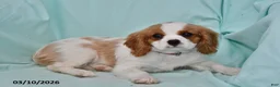 Cavalier King Charles Spaniel dogs for sale: Cody - Ad 3