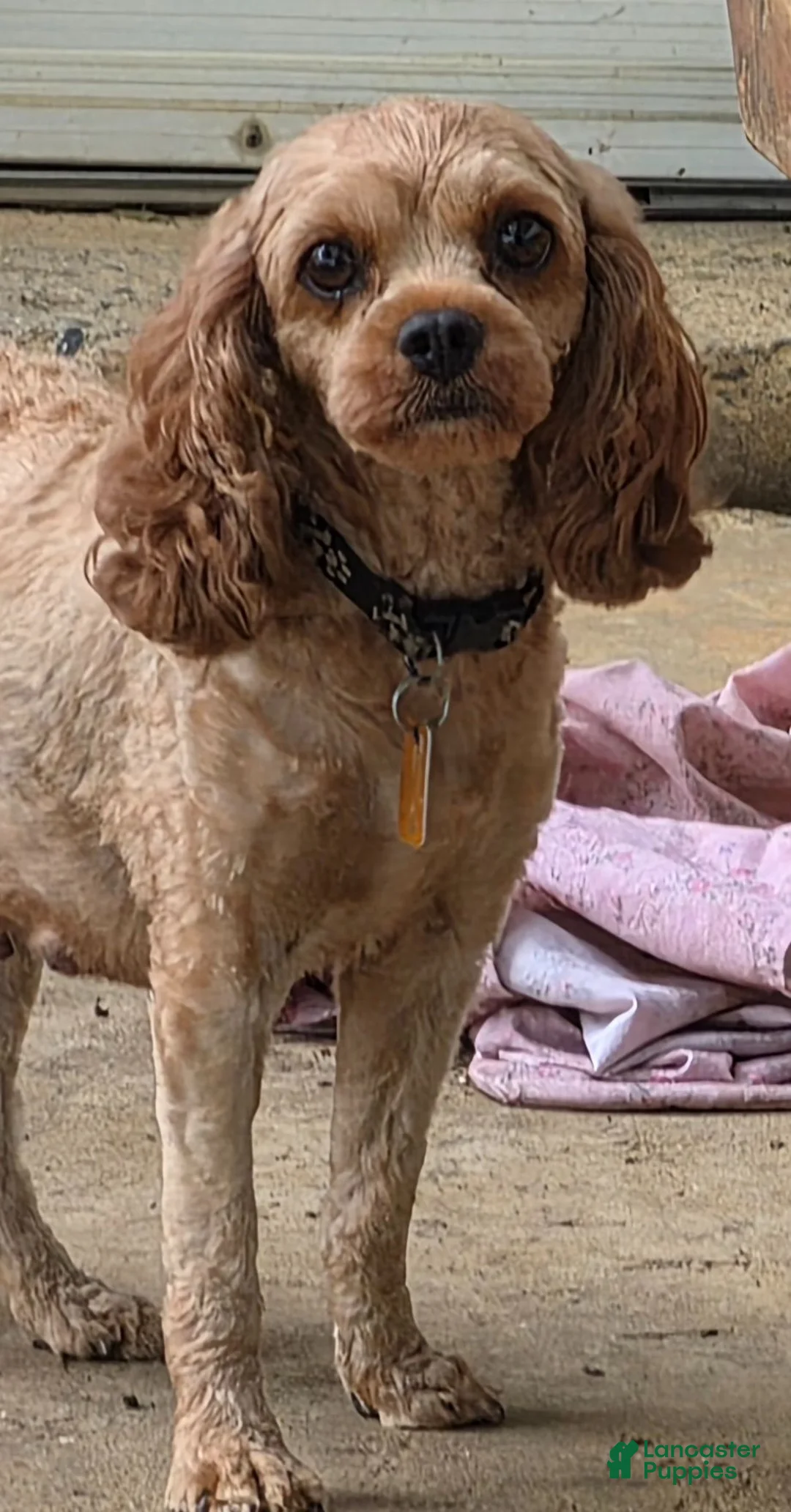 Cavapoo dogs for sale: SANDEE - Ad 11