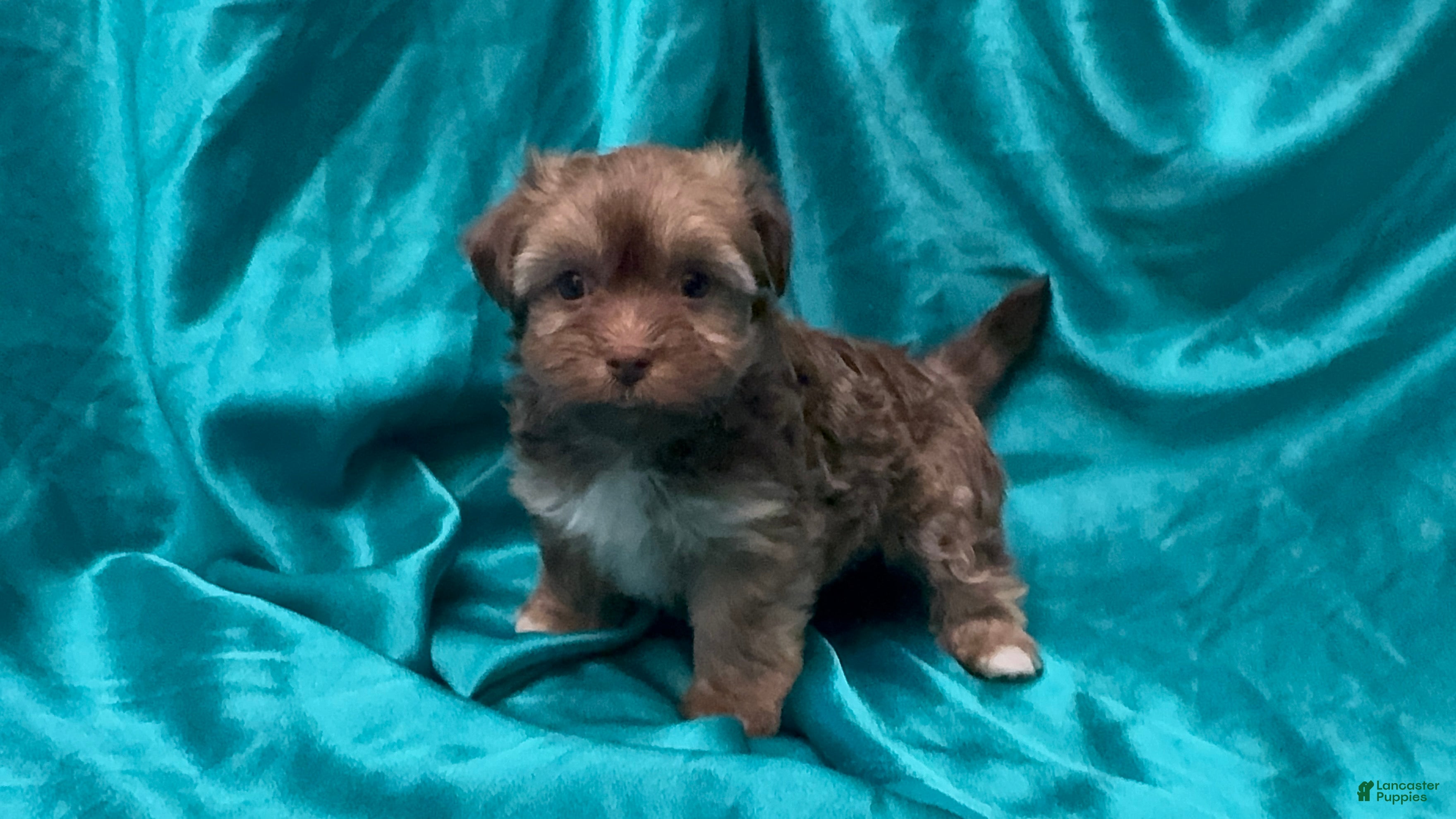 Havanese dogs Chandler - Ad 1
