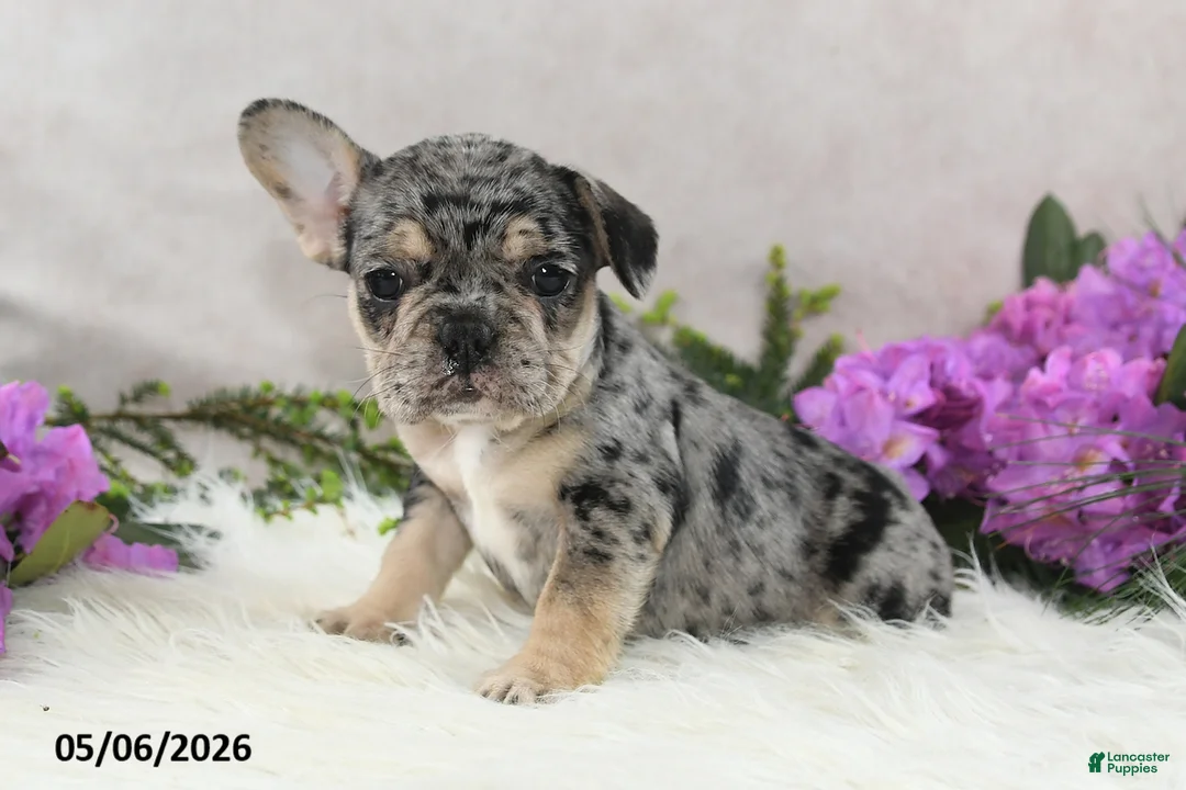 French Bulldog dogs for sale: Heather - Ad 2