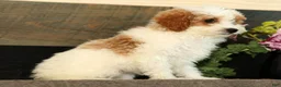 Miniature Poodle dogs for sale: Laney - Ad 9
