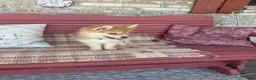 Pomsky dogs for sale: Reese - Ad 6