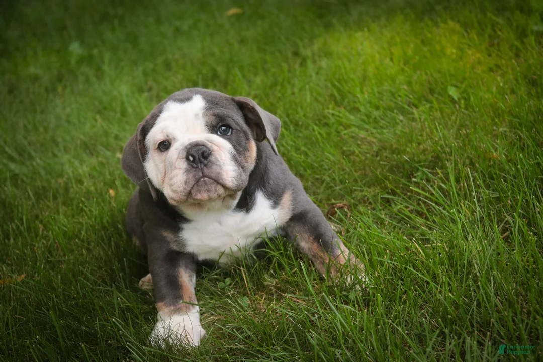 Mixed Breed dogs for sale: Duke Victorian Bulldog - Ad 2