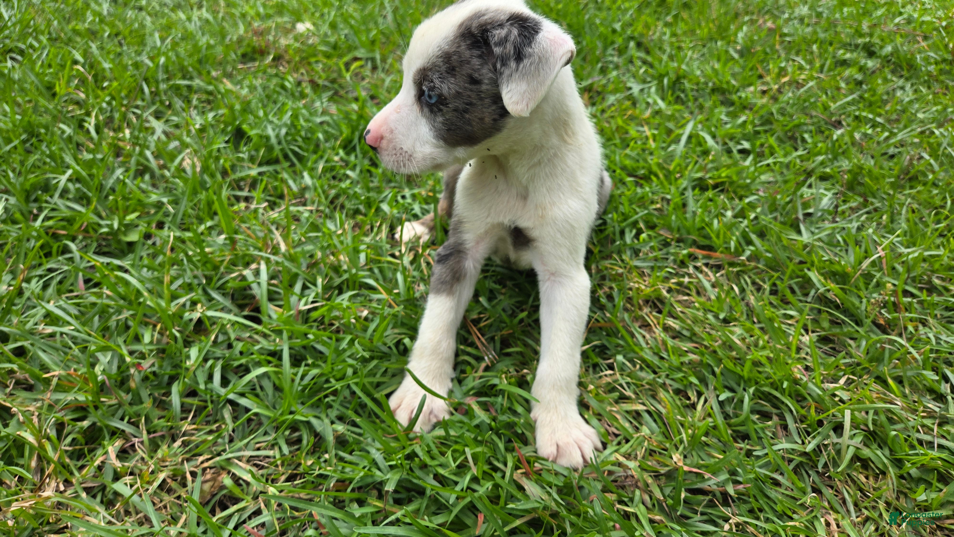 Catahoula Leopard Dog dogs Zeus - Male (white merle)  - Ad 2