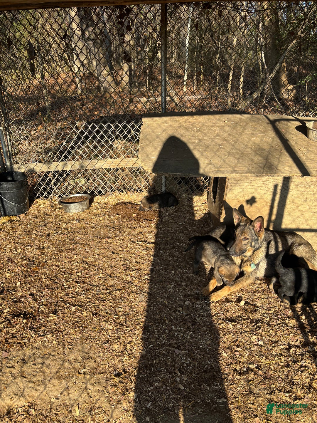 German Shepherd dogs for sale: German Shepherd Puppy 4 - Ad 5