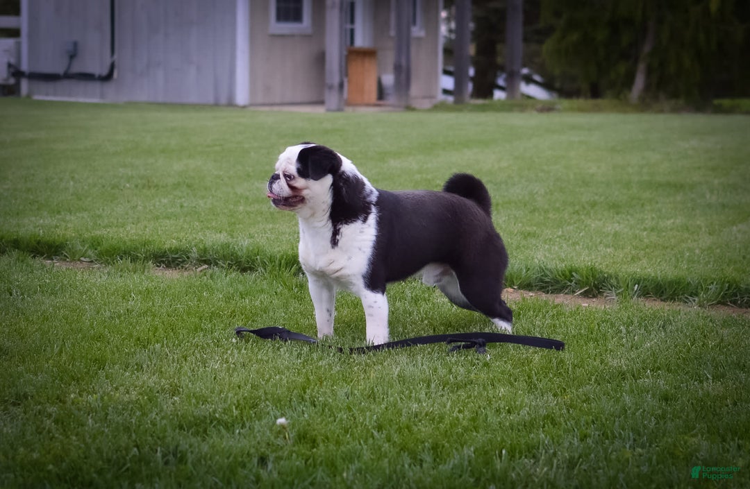 Gallery Image {{count}}