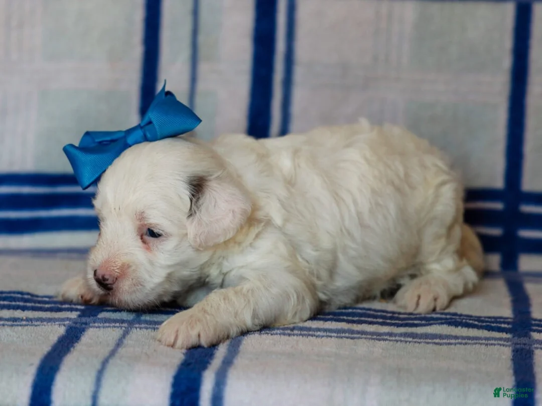 Mini Bernedoodle dogs for sale: Silas - Ad 2