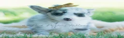 Chihuahua dogs for sale: Bluey - Ad 4
