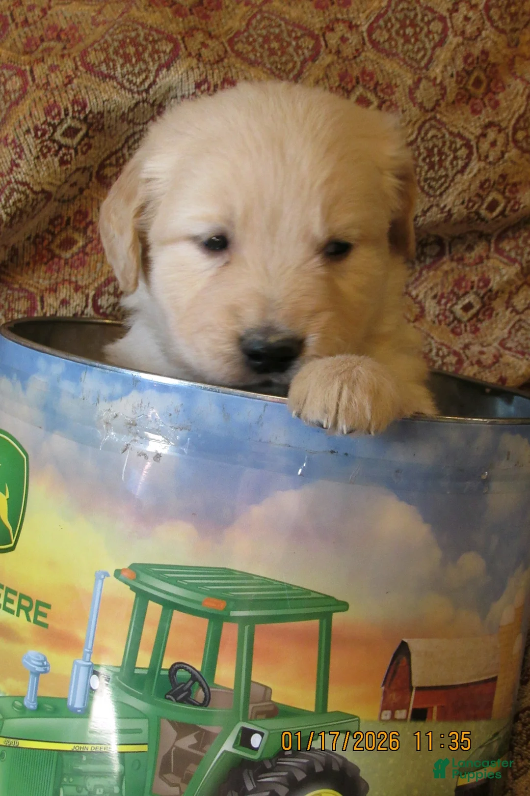 Golden Retriever dogs for sale: Golden Retriever Puppy 6 Tuck - Ad 3