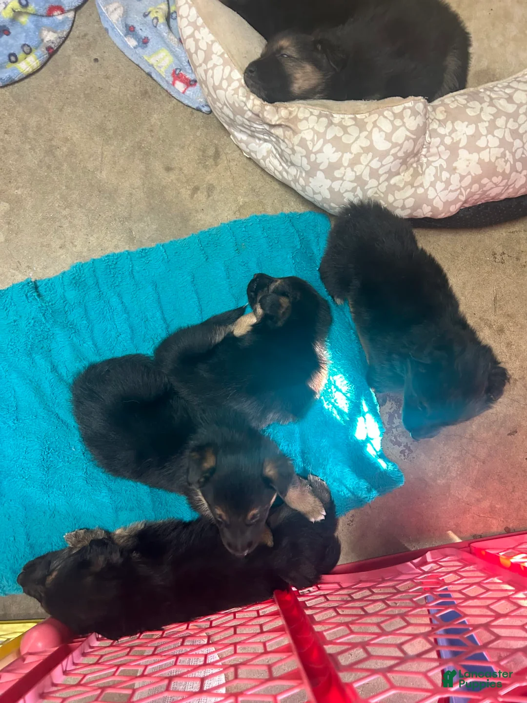 Gallery Image {{count}}