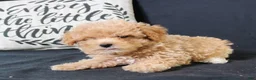 Maltipoo dogs for sale: Max - Ad 11