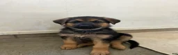 German Shepherd dogs for sale: America - Ad 7