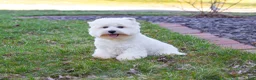 West Highland Terrier dogs for sale: Wren - Ad 1