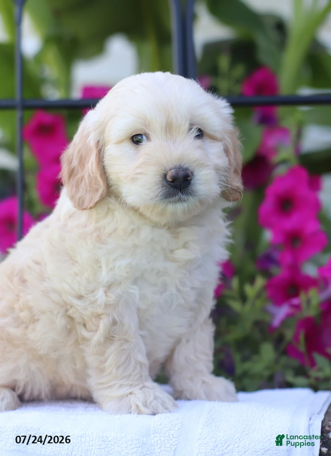 Mini Goldendoodle dogs for sale: Jennifer - Ad 2