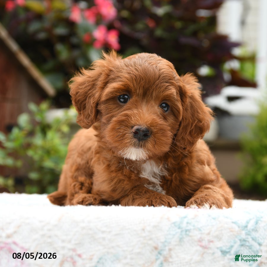 Havapoo dogs Bentley - Ad 2
