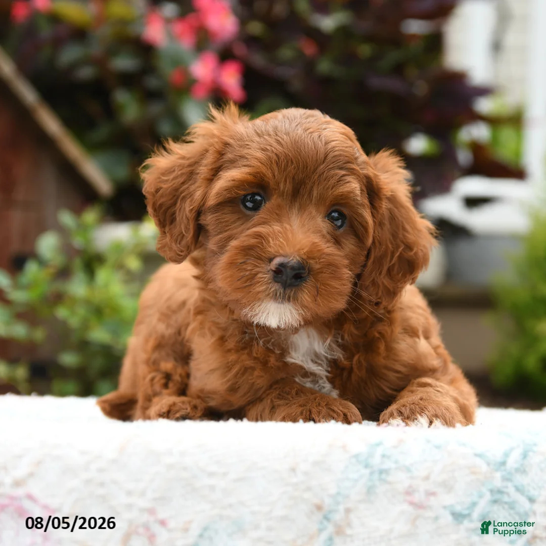 Havapoo dogs for sale: Bentley - Ad 2