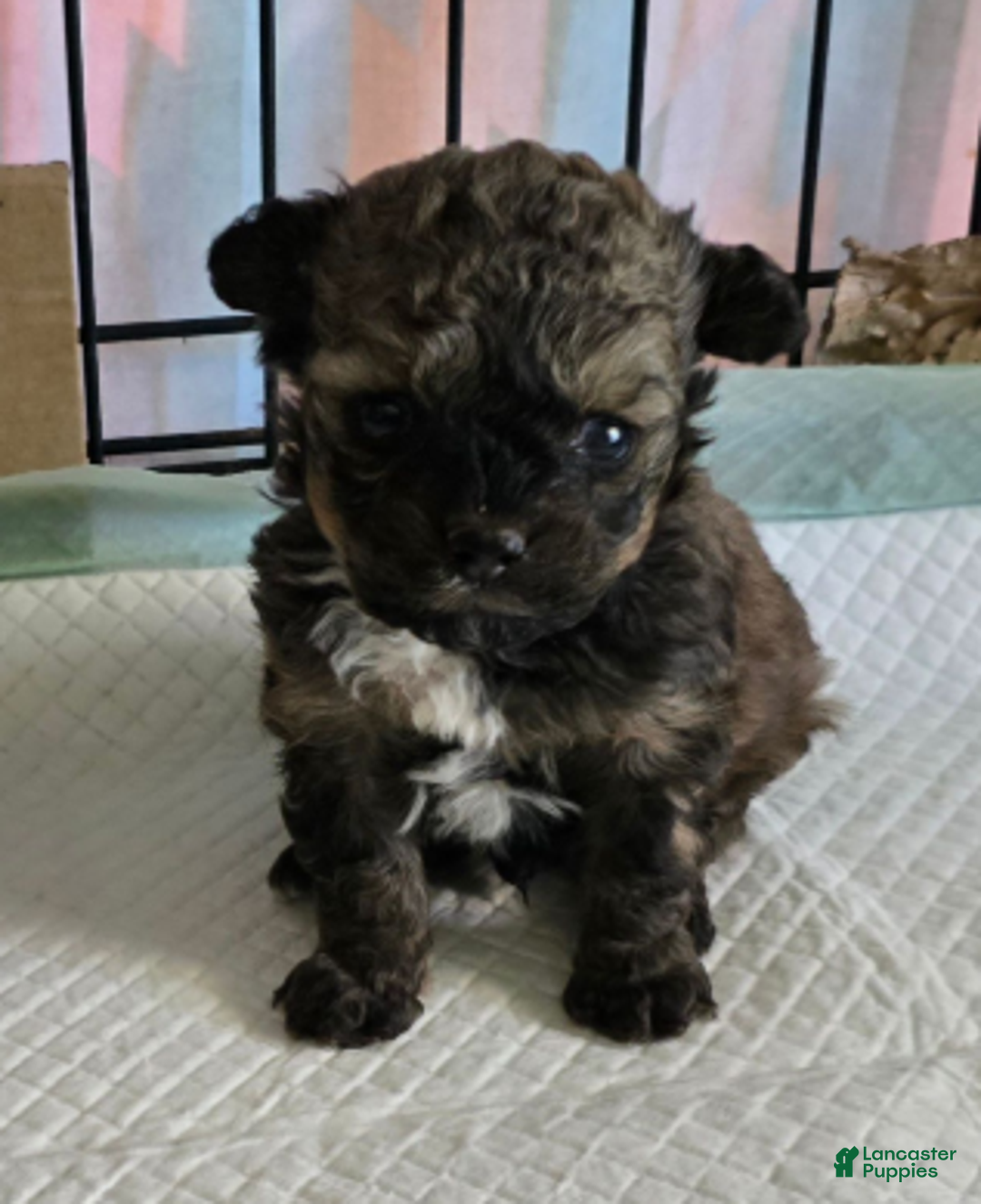 Standard Poodle dogs for sale: Tadpole - Ad 4