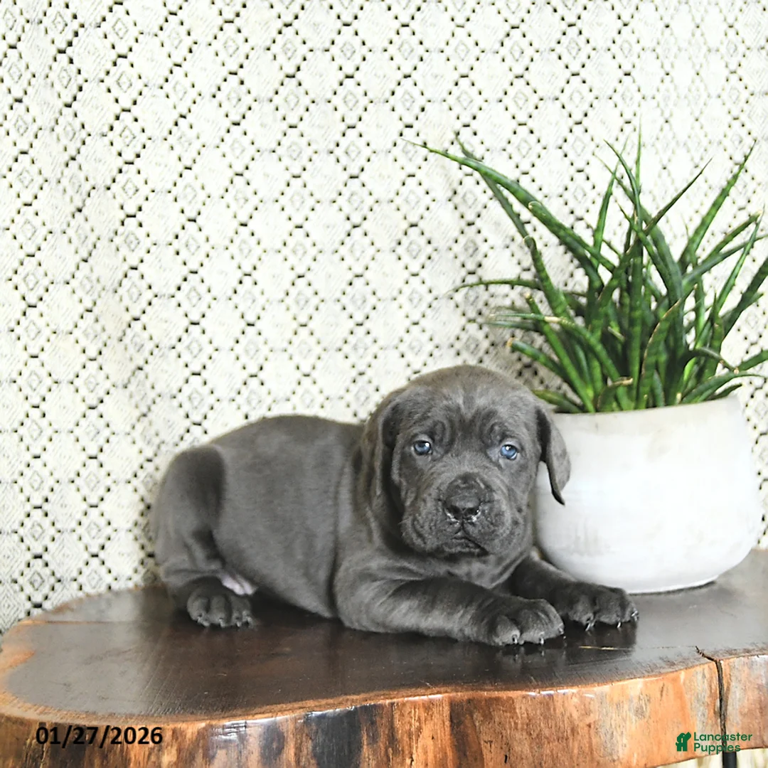 Cane Corso dogs for sale: Luna  - Ad 4