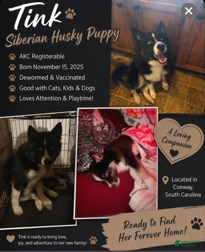 Siberian Husky dogs Tink FEMALE  - Ad 2