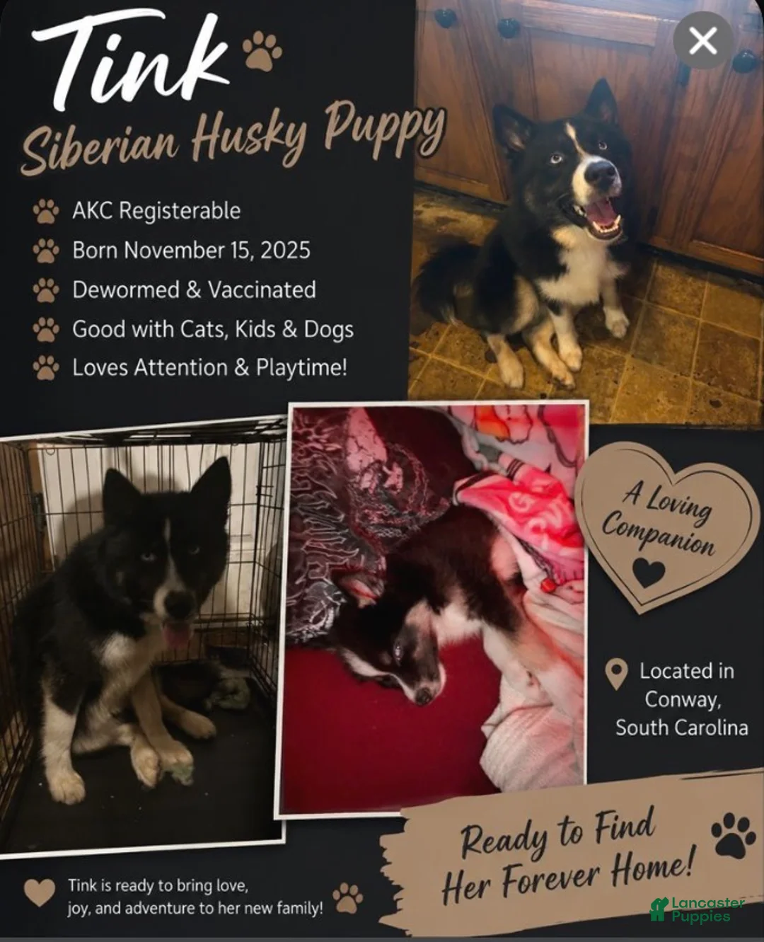 Siberian Husky dogs for sale: Tink FEMALE  - Ad 2