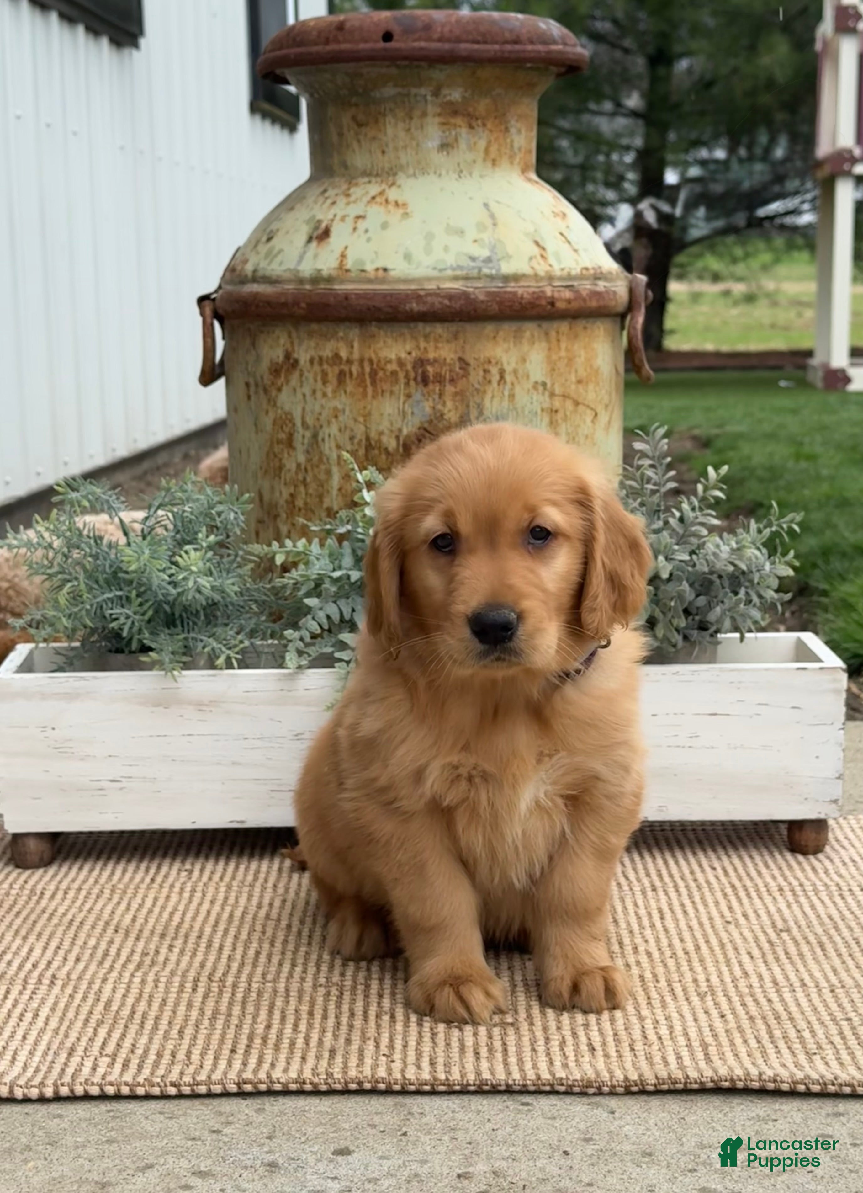 Golden Retriever dogs Gavin - Ad 2