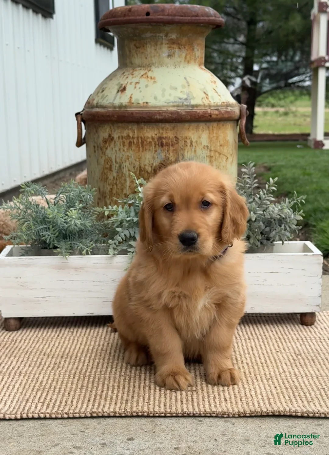 Golden Retriever dogs for sale: Gavin - Ad 2