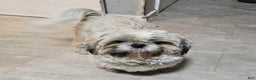 Shih Tzu dogs for sale: Link - Ad 7