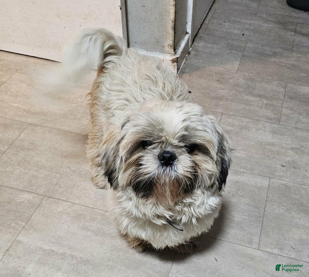 Shih Tzu dogs for sale: Link - Ad 7