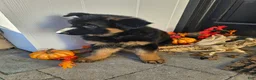 German Shepherd dogs for sale: Remi - Ad 6