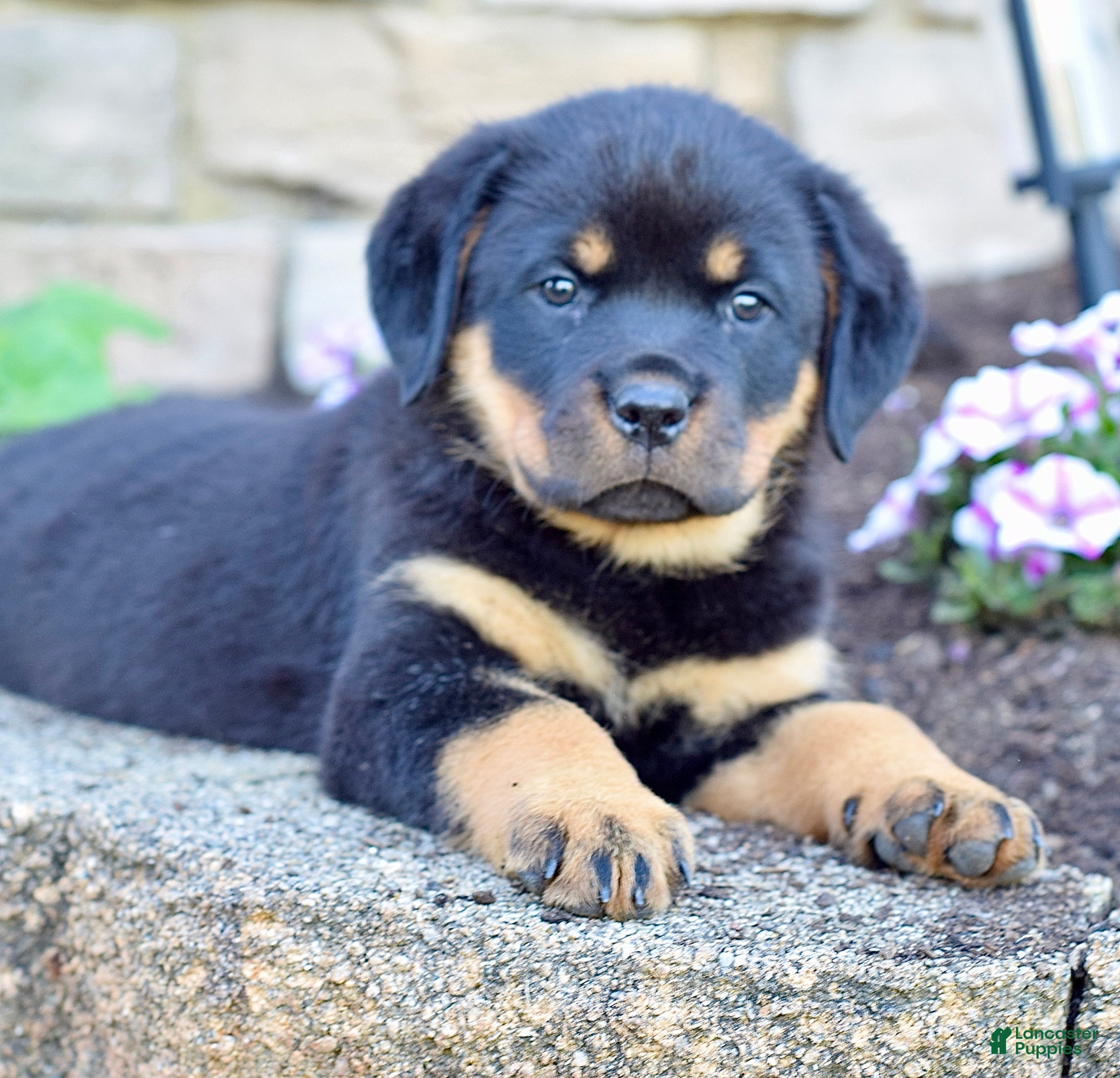 Rottweiler dogs Maddie  - Ad 2