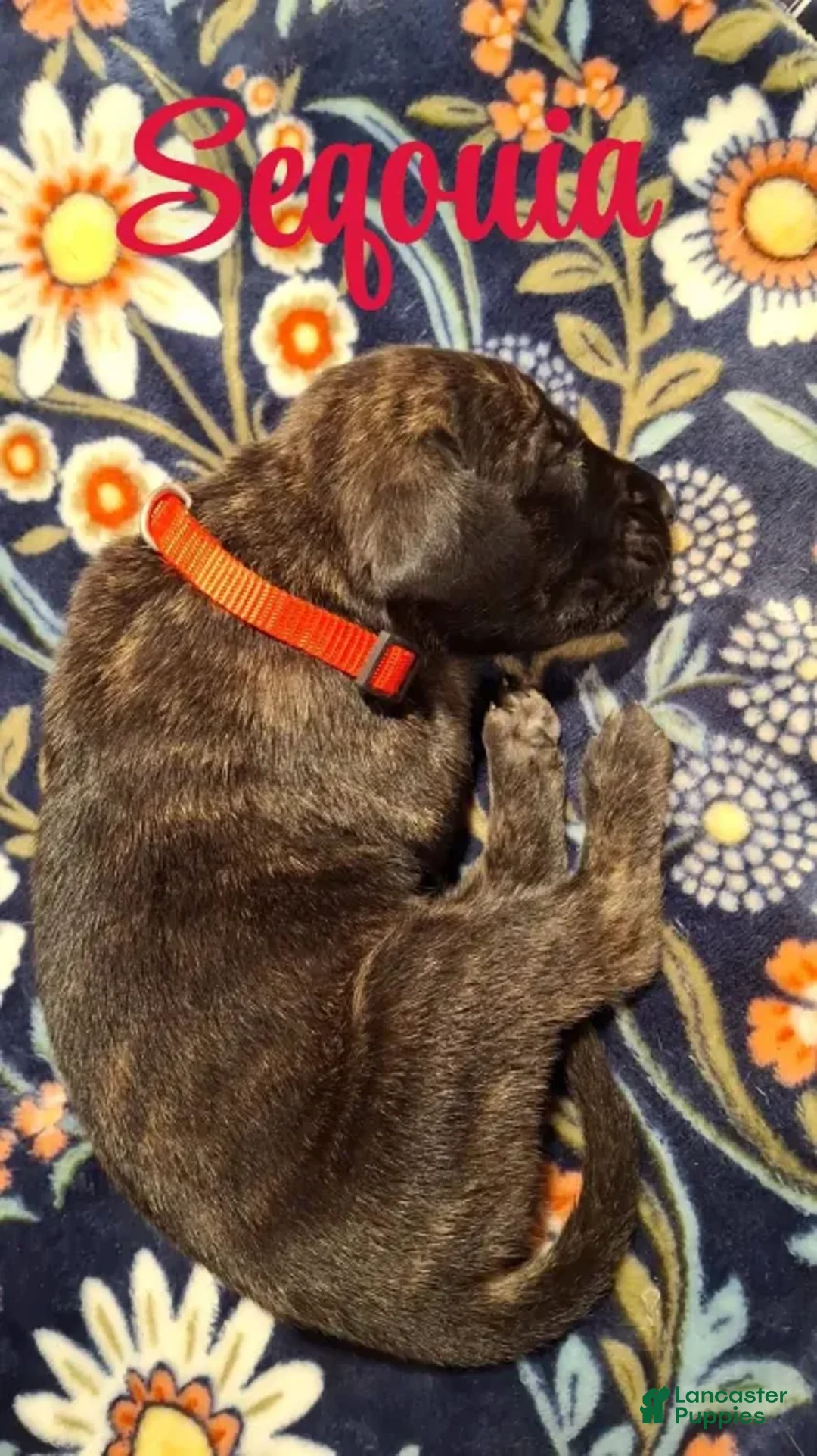 English Mastiff dogs for sale: Sequoia - Dark Brindle English Mastiff Puppy - Ad 4