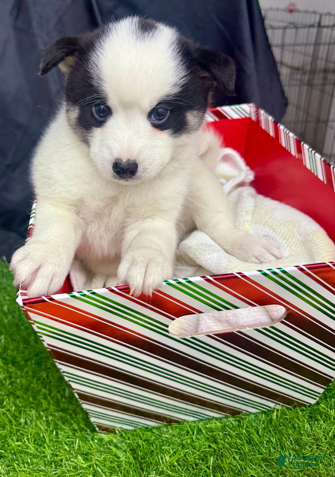 Mixed Breed dogs for sale: Frost - Ad 4