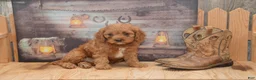 Cavapoo dogs for sale: Laine - Ad 2