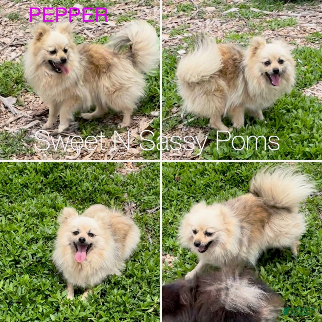 Pomeranian dogs for sale: Orange sable boy 1 - Ad 5