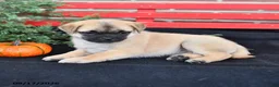 Mixed Breed dogs for sale: Daisy - Ad 4