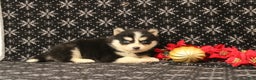Pomsky dogs for sale: Vervan - Ad 2