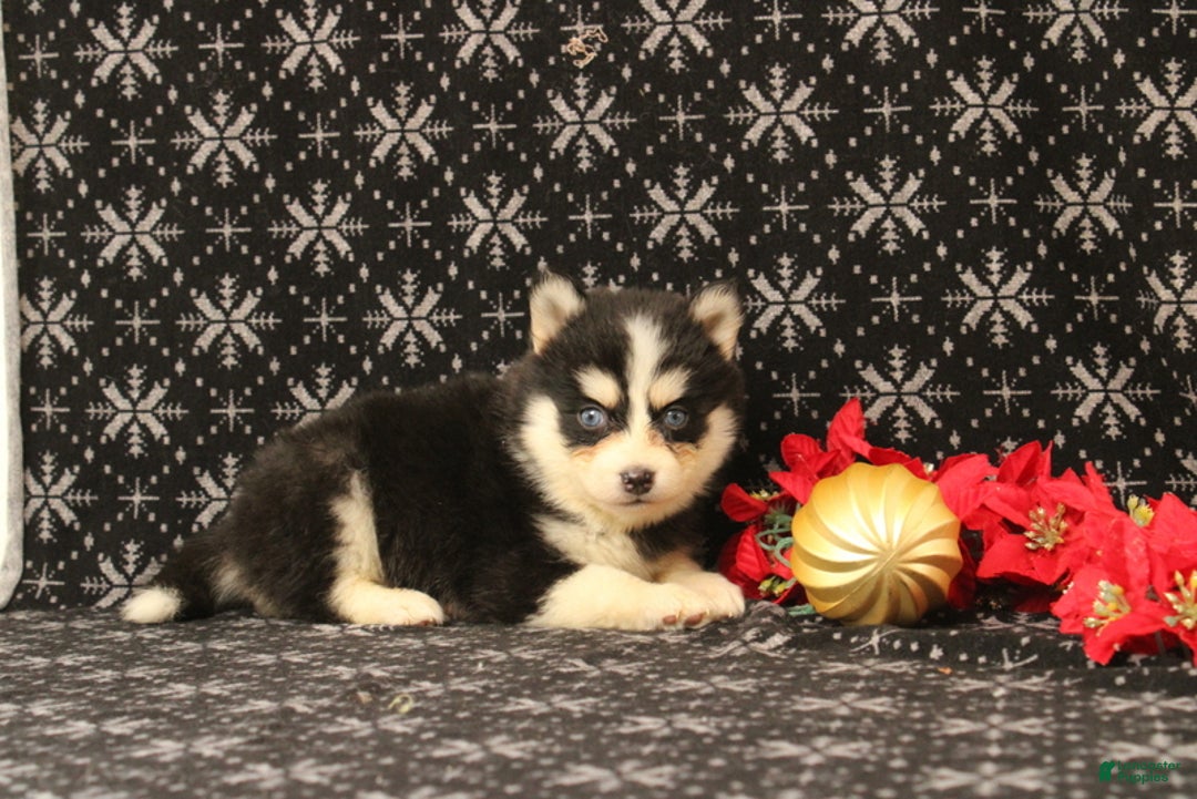 Pomsky dogs for sale: Vervan - Ad 2