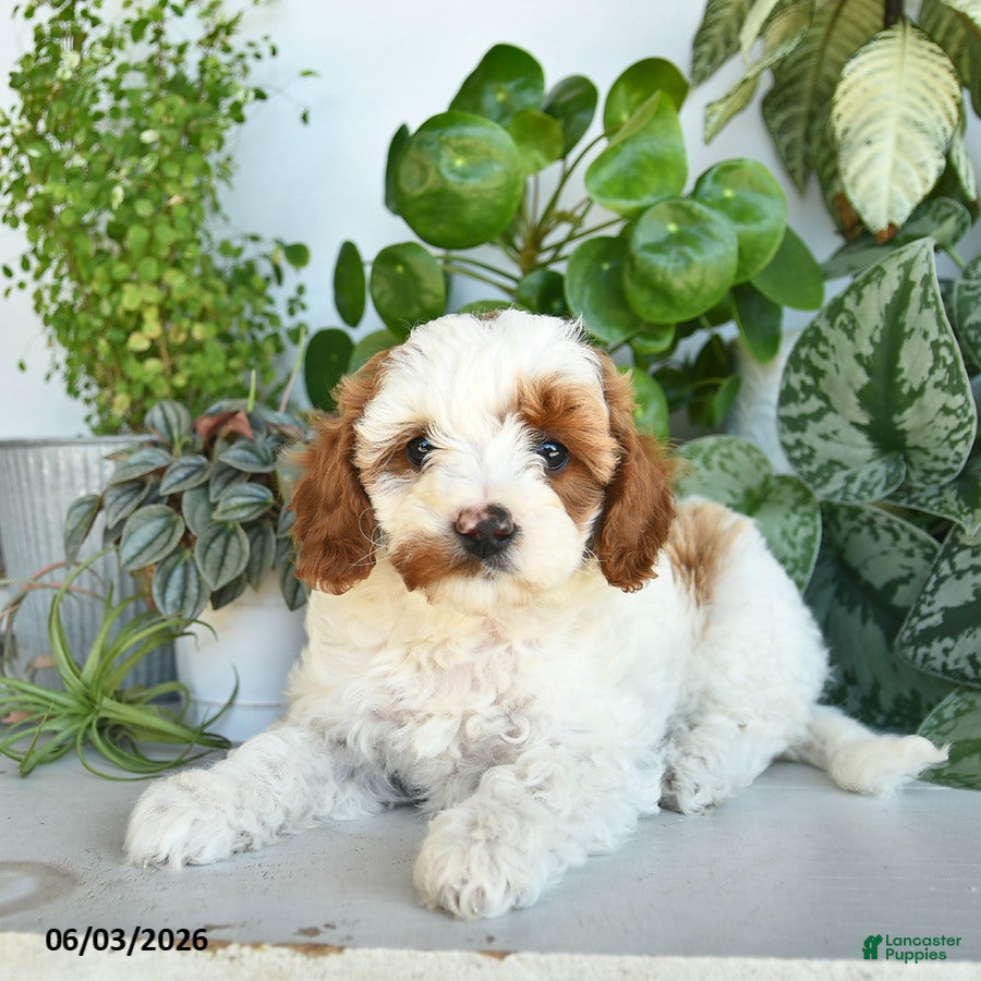 Cavapoo dogs for sale: Lily  - Ad 3