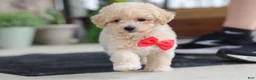 Maltipoo dogs for sale: Kolten - Ad 4