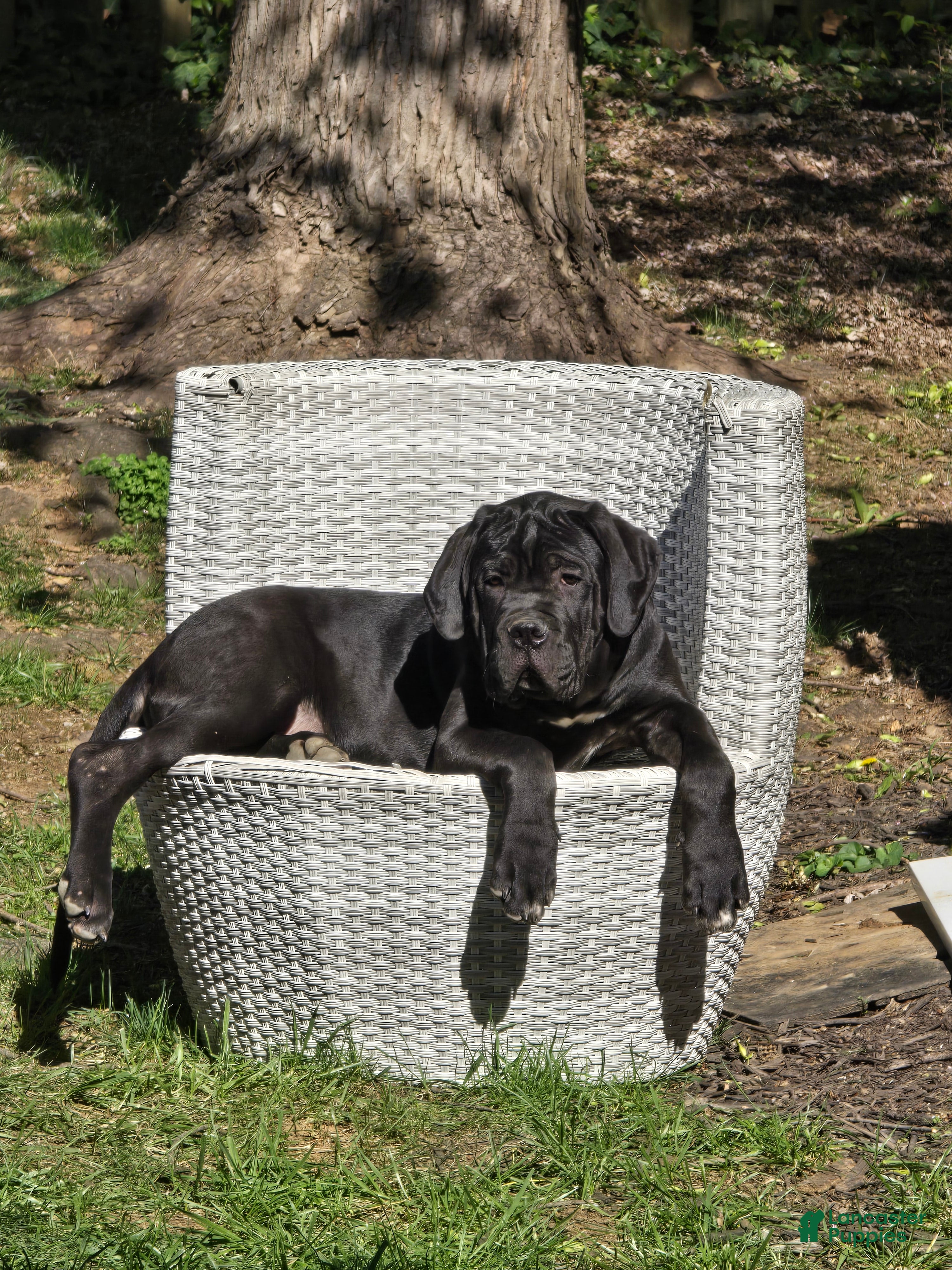 Cane Corso dogs Cane Corso Puppy 1 - Ad 1