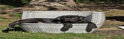 Cane Corso dogs for sale: Cane Corso Puppy 1 - Ad 1