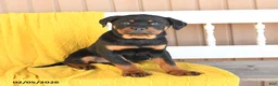 Rottweiler dogs for sale: Sundance - Ad 1