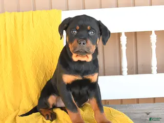 Rottweiler dogs Sundance - Ad 4