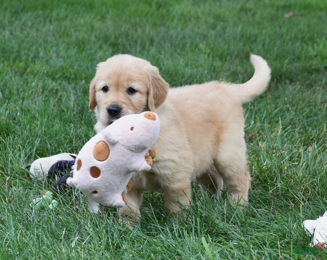 Golden Retriever dogs for sale: Otis - Ad 6